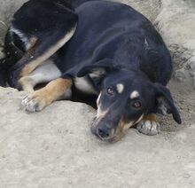 DANDY, Hund, Mischlingshund in Griechenland - Bild 16