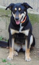 DANDY, Hund, Mischlingshund in Griechenland - Bild 3