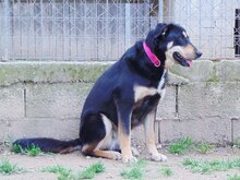 DANDY, Hund, Mischlingshund in Griechenland - Bild 5