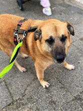 INDIA, Hund, Mischlingshund in Hanau - Bild 2