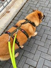 INDIA, Hund, Mischlingshund in Hanau - Bild 4
