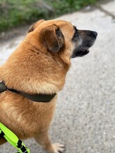 INDIA, Hund, Mischlingshund in Hanau - Bild 7