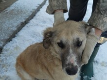 SARA, Hund, Collie-Golden Retriever-Mix in Rumänien - Bild 1