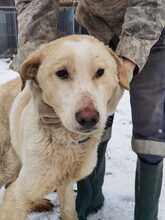 ZABOU, Hund, Labrador-Golden Retriever-Mix in Rumänien - Bild 1
