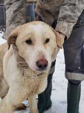 ZABOU, Hund, Labrador-Golden Retriever-Mix in Rumänien - Bild 3