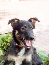 EVITA, Hund, Deutscher Schäferhund-Mix in Rumänien - Bild 1
