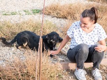 EVITA, Hund, Deutscher Schäferhund-Mix in Rumänien - Bild 10