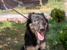 EVITA, Hund, Deutscher Schäferhund-Mix in Rumänien - Bild 12