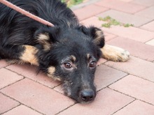 EVITA, Hund, Deutscher Schäferhund-Mix in Rumänien - Bild 15