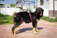 EVITA, Hund, Deutscher Schäferhund-Mix in Rumänien - Bild 18