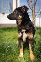 EVITA, Hund, Deutscher Schäferhund-Mix in Rumänien - Bild 19