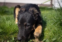 EVITA, Hund, Deutscher Schäferhund-Mix in Rumänien - Bild 20