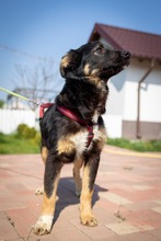EVITA, Hund, Deutscher Schäferhund-Mix in Rumänien - Bild 21