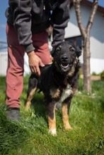 EVITA, Hund, Deutscher Schäferhund-Mix in Rumänien - Bild 22
