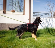 EVITA, Hund, Deutscher Schäferhund-Mix in Rumänien - Bild 23