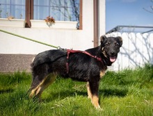 EVITA, Hund, Deutscher Schäferhund-Mix in Rumänien - Bild 24