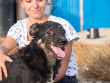EVITA, Hund, Deutscher Schäferhund-Mix in Rumänien - Bild 6