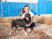 EVITA, Hund, Deutscher Schäferhund-Mix in Rumänien - Bild 7