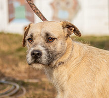 TOTO, Hund, Mischlingshund in Ungarn - Bild 2