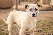 TOTO, Hund, Mischlingshund in Ungarn - Bild 3