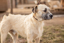 TOTO, Hund, Mischlingshund in Ungarn - Bild 4
