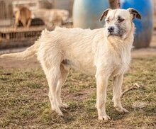 TOTO, Hund, Mischlingshund in Ungarn - Bild 5
