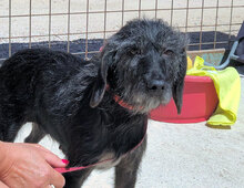 LAILA, Hund, Mischlingshund in Beelitz - Bild 2