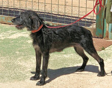 LAILA, Hund, Mischlingshund in Beelitz - Bild 4
