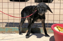 LAILA, Hund, Mischlingshund in Beelitz - Bild 5