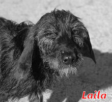 LAILA, Hund, Mischlingshund in Beelitz - Bild 6