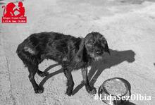 LAILA, Hund, Mischlingshund in Beelitz - Bild 7