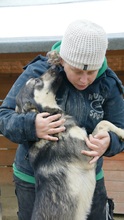 EIKO, Hund, Mischlingshund in Rumänien - Bild 1