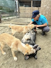 EIKO, Hund, Mischlingshund in Rumänien - Bild 10