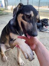 EIKO, Hund, Mischlingshund in Rumänien - Bild 12