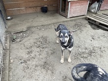 EIKO, Hund, Mischlingshund in Rumänien - Bild 13