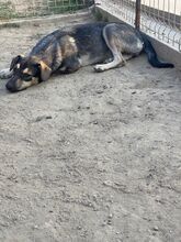 EIKO, Hund, Mischlingshund in Rumänien - Bild 15