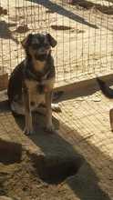 EIKO, Hund, Mischlingshund in Rumänien - Bild 20