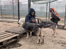 EIKO, Hund, Mischlingshund in Rumänien - Bild 23