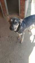 EIKO, Hund, Mischlingshund in Rumänien - Bild 27