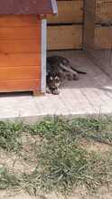 EIKO, Hund, Mischlingshund in Rumänien - Bild 28