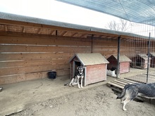 EIKO, Hund, Mischlingshund in Rumänien - Bild 29