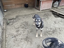 EIKO, Hund, Mischlingshund in Rumänien - Bild 3
