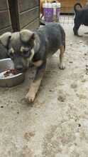 EIKO, Hund, Mischlingshund in Rumänien - Bild 33