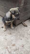 EIKO, Hund, Mischlingshund in Rumänien - Bild 37
