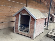 EIKO, Hund, Mischlingshund in Rumänien - Bild 4