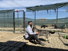 EIKO, Hund, Mischlingshund in Rumänien - Bild 40
