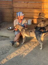 EIKO, Hund, Mischlingshund in Rumänien - Bild 43