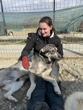 EIKO, Hund, Mischlingshund in Rumänien - Bild 44