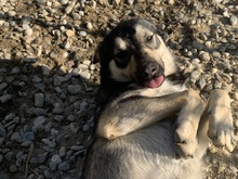 EIKO, Hund, Mischlingshund in Rumänien - Bild 46