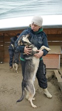 EIKO, Hund, Mischlingshund in Rumänien - Bild 5
